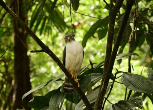 Affordable tours in St Lucia